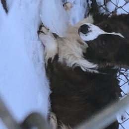 Buck - Cardigan Welsh Corgi