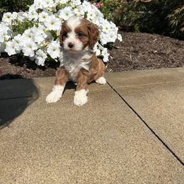 Pearl - Red female Cavapoo puppy in Mint Hill, North Carolina from DoodleForever