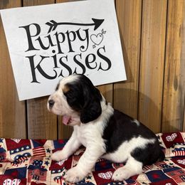 English Springer Spaniel Puppies from Crafts Springer Love