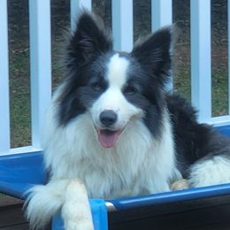 Aztec - Border Collie