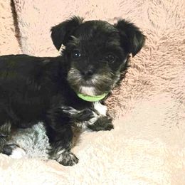 Yorkshire Terrier Puppies from Glass Hill Yorkies