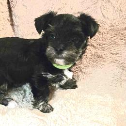 Yorkshire Terrier Puppies from Glass Hill Yorkies