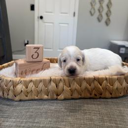 Sugar - Cream female Dachshund puppy in Modesto, California from Raws Doxies