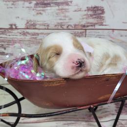 Kale - Parti female Goldendoodle puppy in Grabill, Indiana from Rose's Doodles
