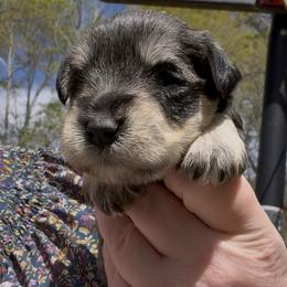 Luna - Salt and pepper female Miniature Schnauzer puppy in Hull, Georgia from Ardent Miniature Schnauzers of Athens