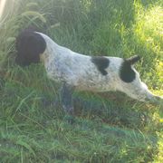 French Brittany Puppies from Dakota Point Kennel