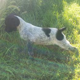 French Brittany Puppies from Dakota Point Kennel