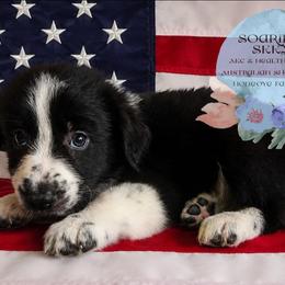 Harlow - Black & white male Australian Shepherd puppy in Honeoye Falls, New York from Soaring SKKY Australian shepherds