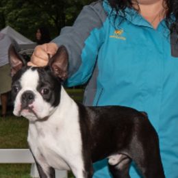 Manny - Boston Terrier