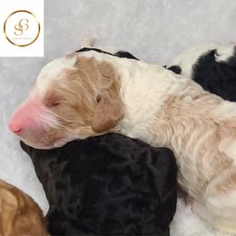 Girl 4 - Parti Goldendoodle puppy in Longview, Washington from Goldensky Doodles
