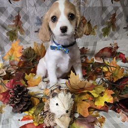 Blenheim boy 1 - Blenheim male Cavapoo puppy in El Paso, Texas from Far West Texas Oodles of Cavi's & Cavoodles