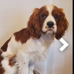 Cavalier King Charles Spaniels, Cavapoos, Havanese, Poodles, Yorkipoos, and Yorkshire Terriers from Ashley Nicole Ranch