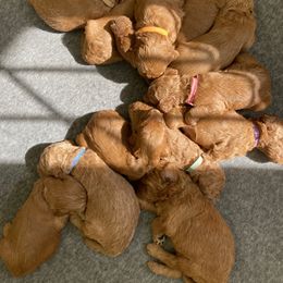 Goldendoodle Puppies from Heartshine Doodles