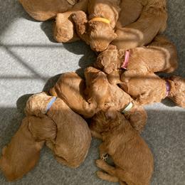 Goldendoodle Puppies from Heartshine Doodles