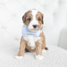 Apollo - Red  male Goldendoodle puppy in Sterling, Illinois from Charley's Goldendoodles