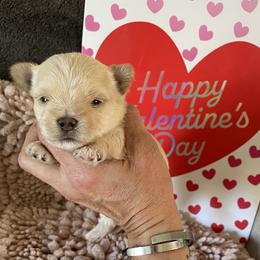 Jason - Tan male Morkie puppy in Taylorsville, North Carolina from Mountain Top Hot Tailz