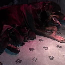 Girl 2 - Black and mahogany female Rottweiler puppy in De Witt, Iowa from Irish Eyes Kennels