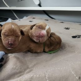 Golden Retriever Puppies from Golden Paws