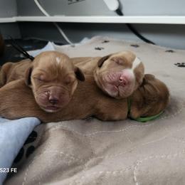 Golden Retriever Puppies from Golden Paws