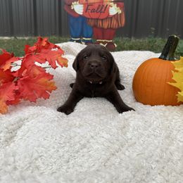 Girl 4 - Chocolate female Labrador Retriever puppy in Conroe, Texas from XOM Retrievers