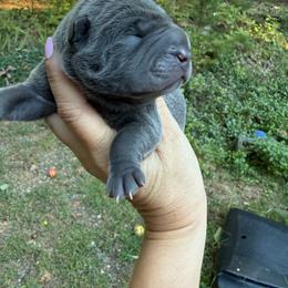 Morticia - Blue female Chinese Shar-Pei puppy in Statesville, North Carolina from Red Clay's Chinese Shar-pei
