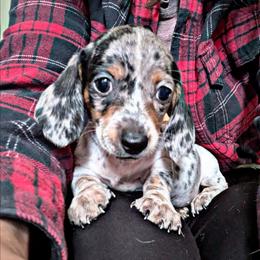 6 - Shamrock - Dapple female Dachshund puppy in Central Point, Oregon from MRS Long Dog Ranch