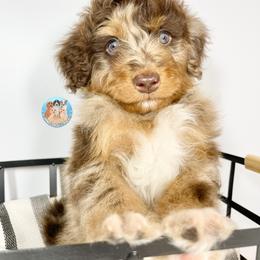 Aussiedoodle, Bernedoodle, and Goldendoodle Puppies from Dandy Doodle Ranch