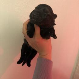 Female 3 - Sable female German Shepherd puppy in Denver, Colorado from Morales Kennels