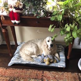 Golden Retriever Puppies from West Coast Cream Goldens