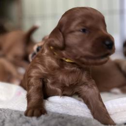 Yellow collar - Red  male Goldendoodle puppy in Fairfield, California from Twin Sisters Doodles
