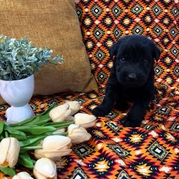 Girl - Black female Giant Schnauzer puppy in Many, Louisiana from Toledo Bend Giants Vom Zitronen