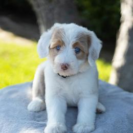 Zaya 3900 - Brown and white female Sheepadoodle puppy in Los Angeles, California from Exquisite Doodles