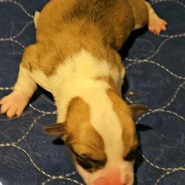 Buster - Red male Pembroke Welsh Corgi puppy in Walnut, Iowa from Michelle's House of Corgi's