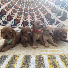Cavapoo Puppies from Cumberland Cavapoos