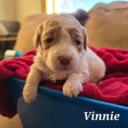 Vinnie - Parti female Poodle puppy in Blackfoot, Idaho from Draper Mountain Doodles