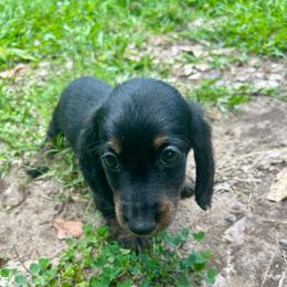 Solo AKC OFA CHIC - Brindle male Dachshund puppy in El Dorado, Arkansas from LovelylilDoxies