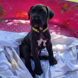 Eclipse - Black male Great Dane puppy in Marshall, Michigan from Dream K9