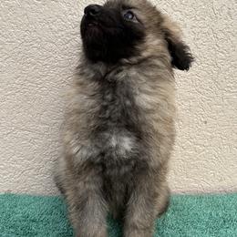 Sable Girl - Sable female German Shepherd puppy in Columbus, Mississippi from Olde Wolfe German Shepherds