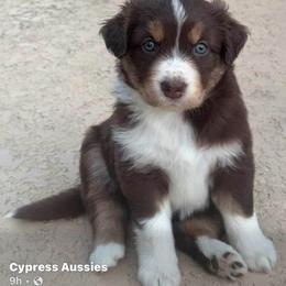 Ruby - Red tri-color female Australian Shepherd puppy in Cypress, Texas from Cypress Aussies