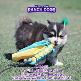 Everett - Black and white male Pomsky puppy in Humeston, Iowa from M.A.R. Dogs