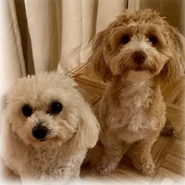 Maltipoos and Yorkshire Terriers from Puppy Love Palace at HB Farm