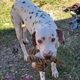 Camellia - Dalmatian