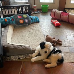 Sheepadoodle Puppies from Narrow Path Puppies
