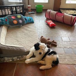 Sheepadoodle Puppies from Narrow Path Puppies