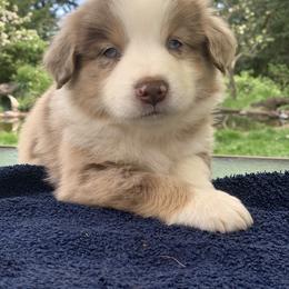 Miniature American Shepherd Puppies from AKC Emerald Minis