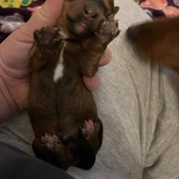 Mocha - Chocolate male Dachshund puppy in Milroy, Pennsylvania from Not Your Average Weiner