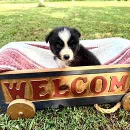 Boy 3 - male Toy Australian Shepherd puppy in Puryear, Tennessee from A&W Toy Aussies