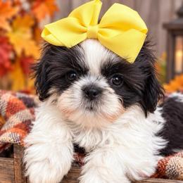 Cookie - Black and white female Shih Tzu puppy in Claremont, California from Lovable Shih Tzus
