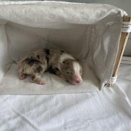 Bailey - Red merle female Australian Shepherd puppy in Weeki Wachee, Florida from Ace of Spades Australian Shepherds