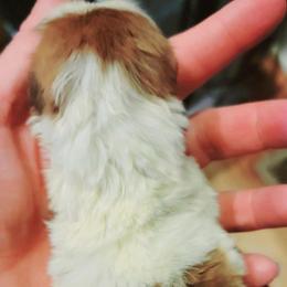 Boy 2 - Red and white male Shih Tzu puppy in Cartersville, Georgia from 100 Acre Woods Shih Tzu Plantation